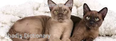 burmese cat